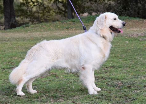 Chien Men In Black Des L Gendaires Nahauri