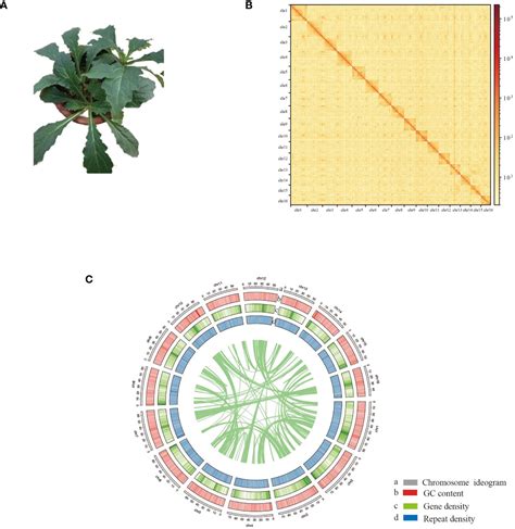 Frontiers Chromosome Level Genome Assembly Of Ajuga Decumbens