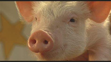 Babe El Puerquito Valiente Conarte Nuevo Le N