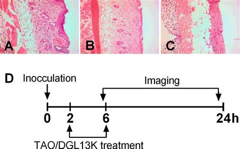 Mouse Burn And Treatment Scheme A Untreated Mouse Skin H E Stain