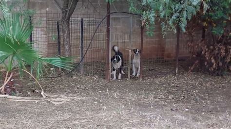 Bufalino Mes Cucciolo Di Pastore Dell Asia Centrale Da Guardia