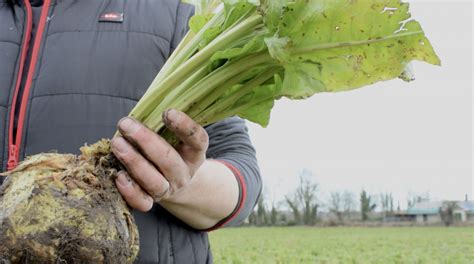 Tips For Growing And Feeding Fodder Beet Agriland Ie