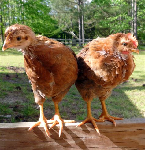 Welsummer Rooster Vs Hen