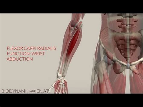 Flexor Carpi Radialis Function Wrist Abduction 3D Animation YouTube