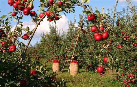 Plantación de árboles frutales Viveros O Barreiro