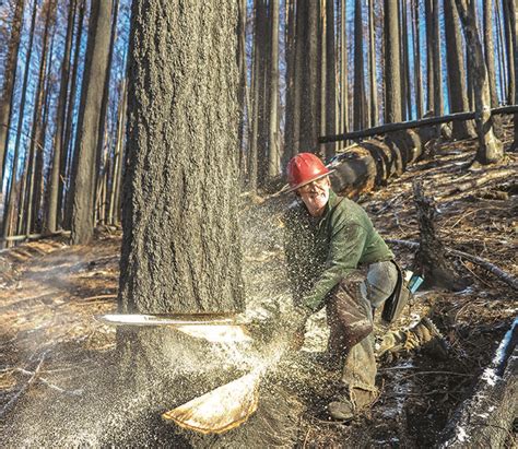 Oregon Loggers Cause Tiny Fraction Of Fires | Timber Harvesting