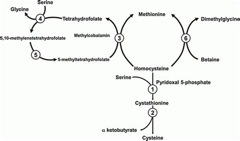 Coagulation Disorders Basicmedical Key