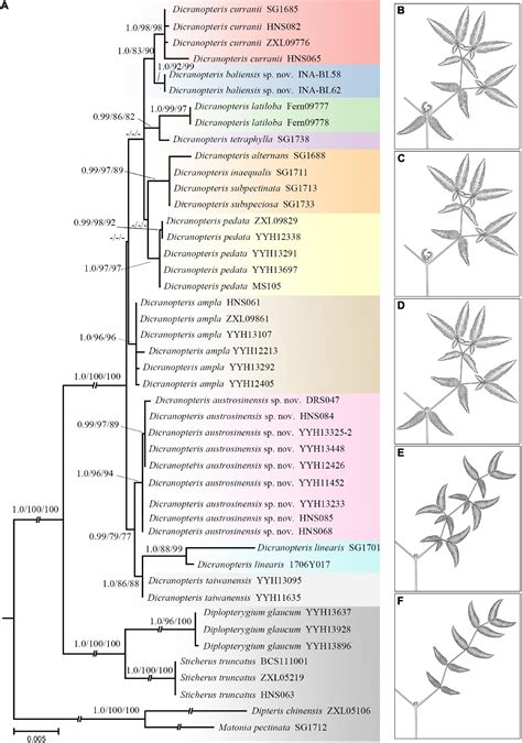 Frontiers Phylogeny And Taxonomy On Cryptic Species Of Forked Ferns