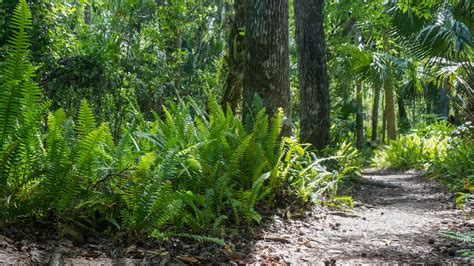 Highlands Hammock State Park Nature Trails – Florida Hikes