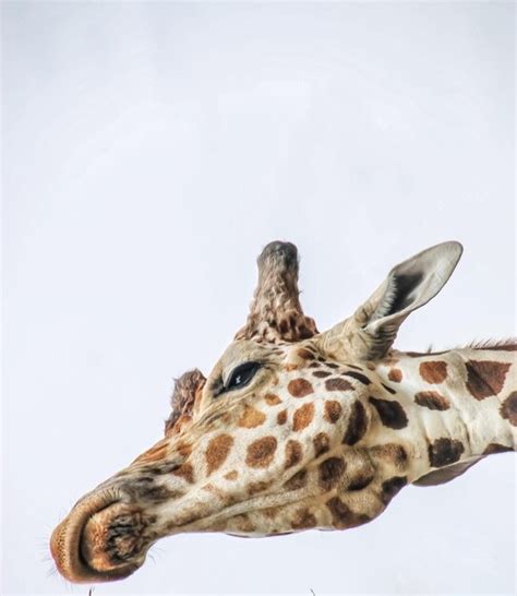 Premium Photo Close Up Of Giraffe Against White Background