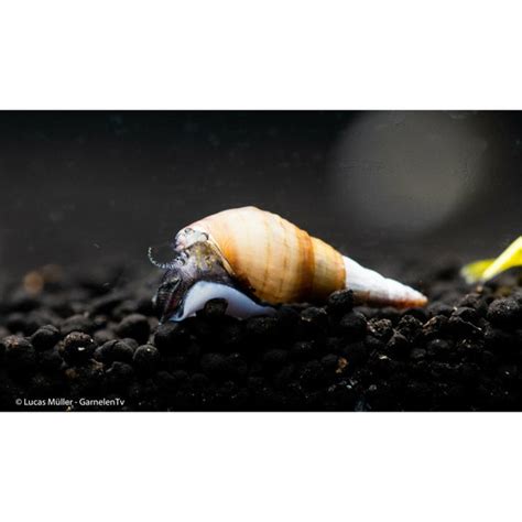 Spiky Turmdeckelschnecke Tarebia Lineata Dnz Garnelentv Shop