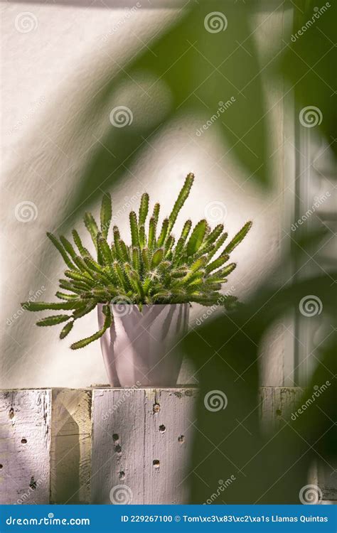 Hylocereus Undatus Is A Large Climbing Or Creeping Cactus Hylocereus