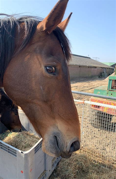 Zouttherapie Paarden Maytec Nederland