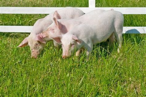 Premium Photo | Small pigs eating grass