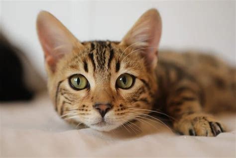 Gato Urinando Sangue Veja Perguntas E Respostas Seres