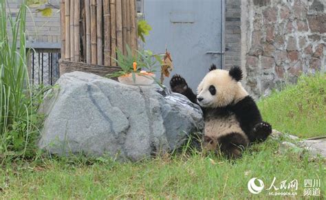 Foreign Journalists Giant Pandas Are Symbol Of China Peoples Daily