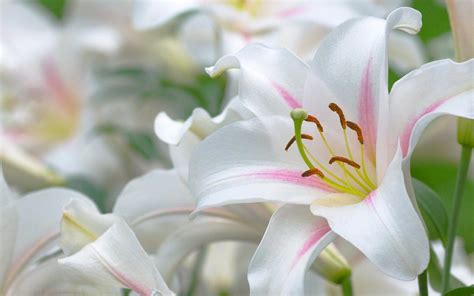 Easter Lilies Wallpapers - Wallpaper Cave