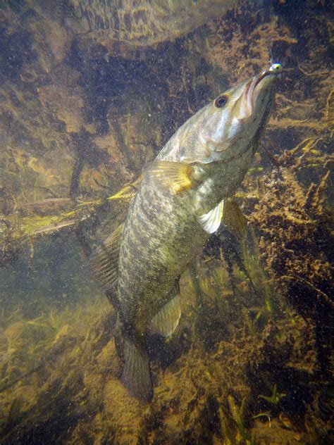 Smallmouth Against Weeds Photograph By Ron Kruger Pixels