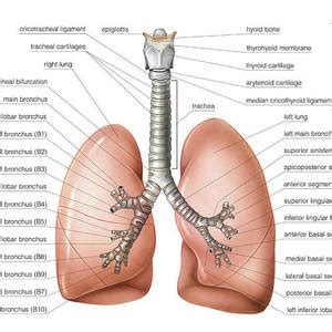 Bronchial Tree Photograph By Asklepios Medical Atlas Pixels