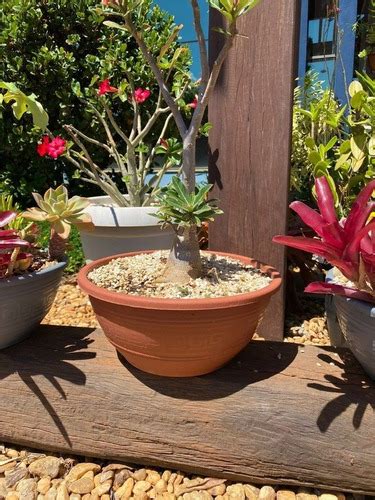 Vaso Bacia Planta Rosa Deserto Cinza Decora O Paisagismo Mercadolivre