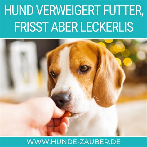 Hund Verweigert Futter Frisst Aber Leckerlis Ursachen