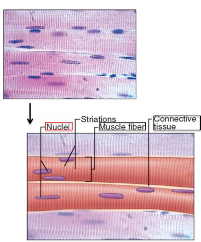 Anatomy Muscle Tissue Flashcards Quizlet