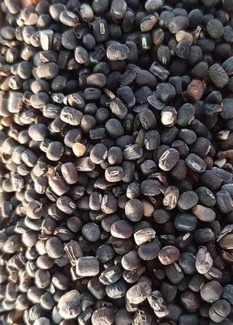 Sabut Black Urad Dal High In Protein At Rs Kg In Jhansi Id