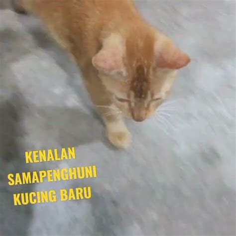 SI ORANGE KEMBALI LAGI Anakindonesia Kucing Lokal Viral Badut