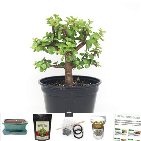 Bonsai Start Kits | Gift Plants | Pre Bonsai