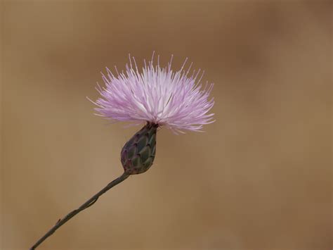 Milk Thistle Flower Nature - Free photo on Pixabay - Pixabay