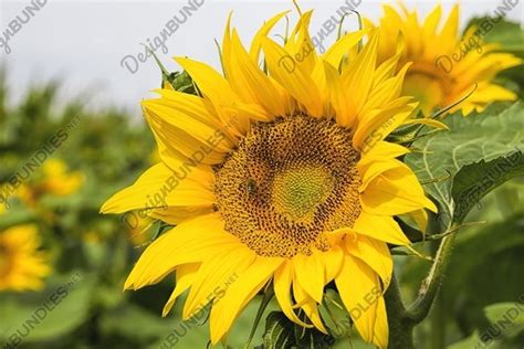 sunflowers in summer (870974)