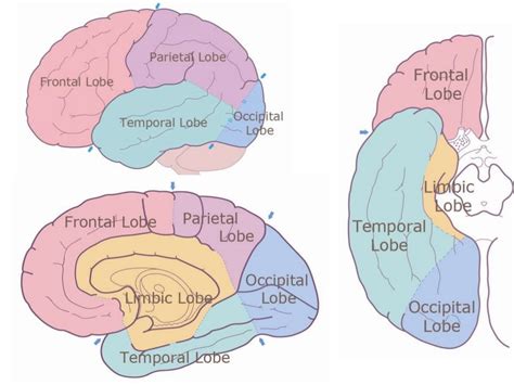 Anatomy Of Brain Sulcus And Gyrus Dr Sajith MD RD