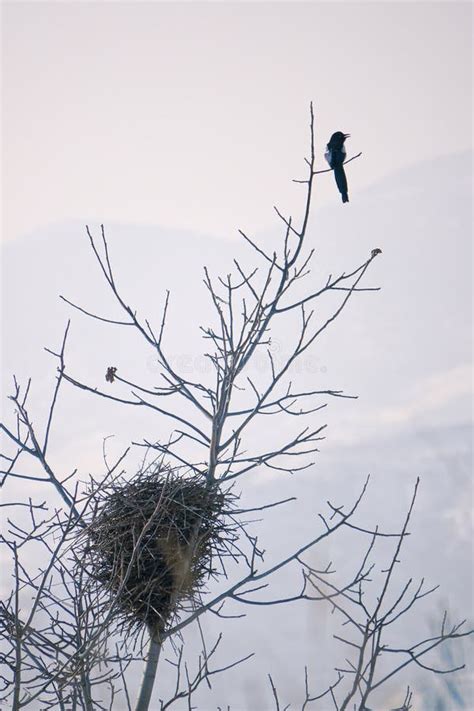 Magpie nest stock image. Image of guarding, tree, nature - 269483007