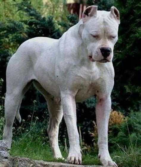 Dogo Argentino Vs Pitbull Fight