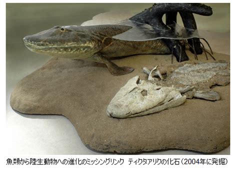 デボン紀に史上初めて上陸した、首を持つ魚「ティクタアリク」 – 連載JP