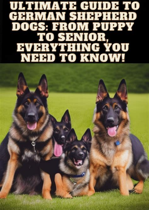 Ultimate Guide to German Shepherd Dogs: From Puppy to Senior ...