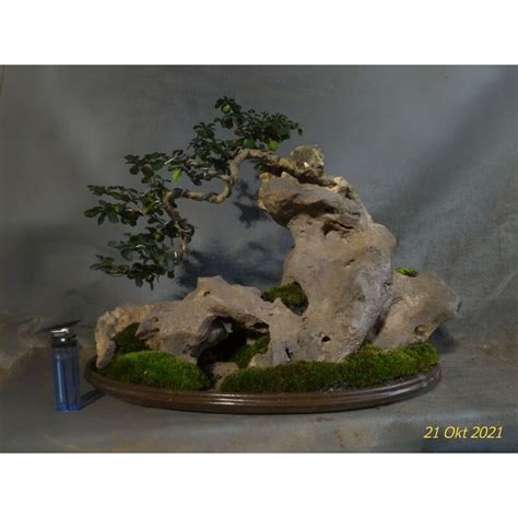 Jual Bonsai Hokiantea Micro Shopee Indonesia