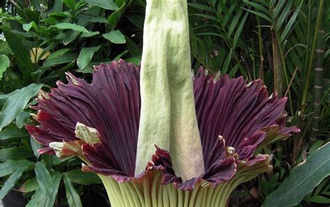 Burger's Onion: Titan Arum in Full Bloom