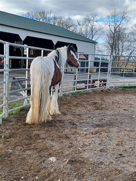 Reg Purebred Blue Eyed 142h Gypsy Vanner Stallion Homozygous Tobiano