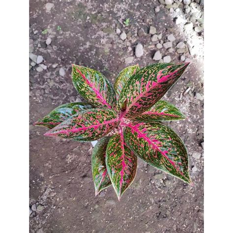 Jual Aglaonema Tiara Induk Besar Shopee Indonesia