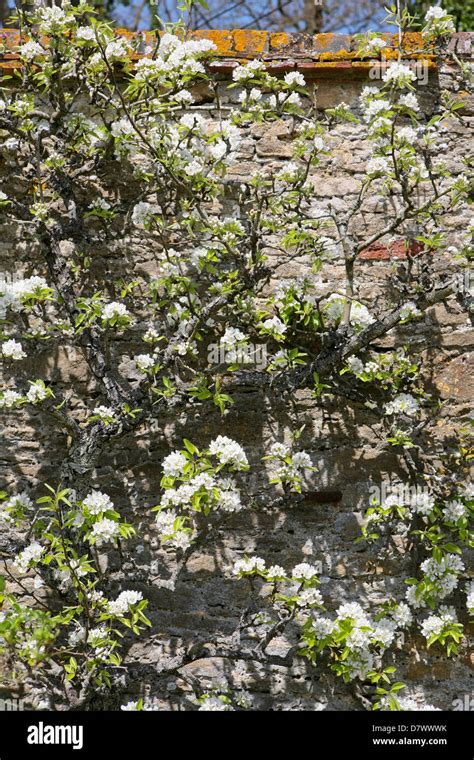 Pommier En Fleurs Malus Domestica Banque De Photographies Et Dimages