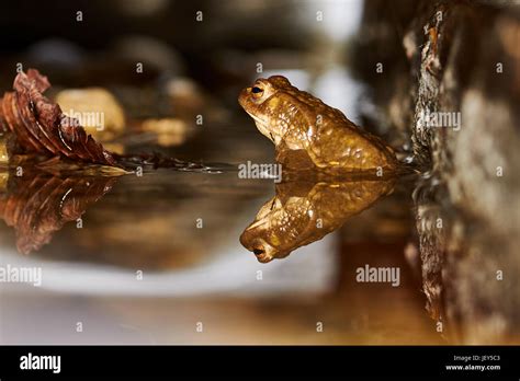 Common Toad Bufo Bufo Stock Photo Alamy