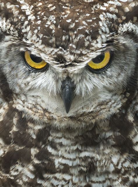 Angry Owl Portrait Cape Eagle Owl Bubo Capensis Photo In Album One