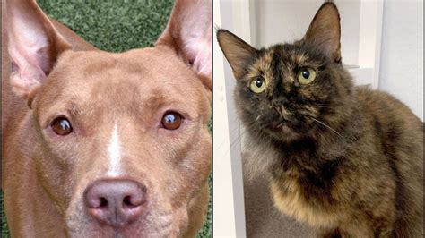 Tampa Bay Area Pets Available For Adoption