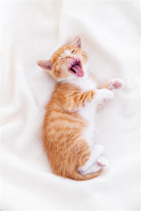 Premium Photo Cute Striped Ginger Kitten Yawn Sleeping Lying White Blanket On Bed Concept Of