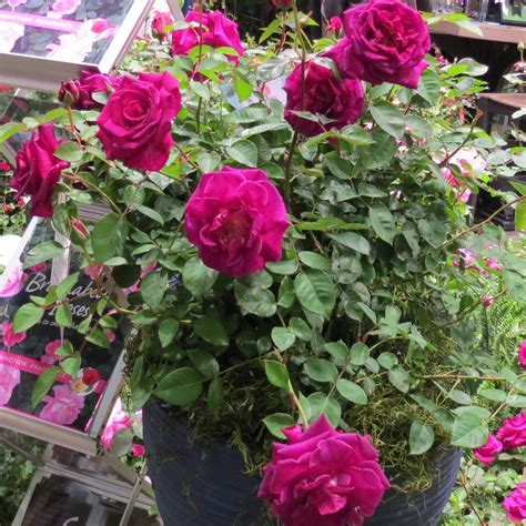 Echo® Brindabella™ Purple Prince Rose Rosa X Grappl Servescape