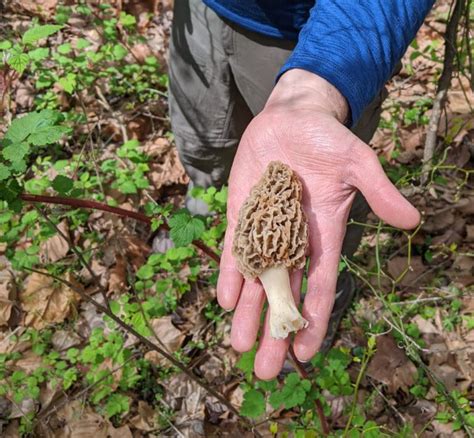 Mushroom Enigmas Unveiling How And Where Fungi Grow