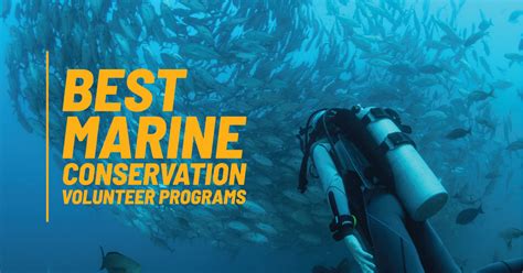 Best Marine Conservation Volunteer Programs 2024 And 2025