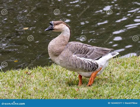 Brown African Goose Walking In The Grass In Dallas Texas Stock Image