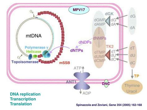 Ppt Genetics Of Mitochondrial Respiratory Chain Disorders Powerpoint Presentation Id4890326